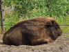 Wildpark-Schorfheide-Bison