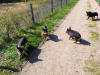 Wildpark-Schorfheide-Ferkel