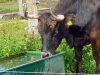 Wildpark-Schorfheide-Heckrind