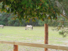 Wildpark-Schorfheide-Konik-Pferde