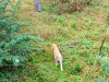 Wildpark-Schorfheide-Luchs