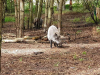 Wildpark-Schorfheide-Wildschweine