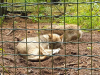 Wildpark-Schorfheide-Woelfe