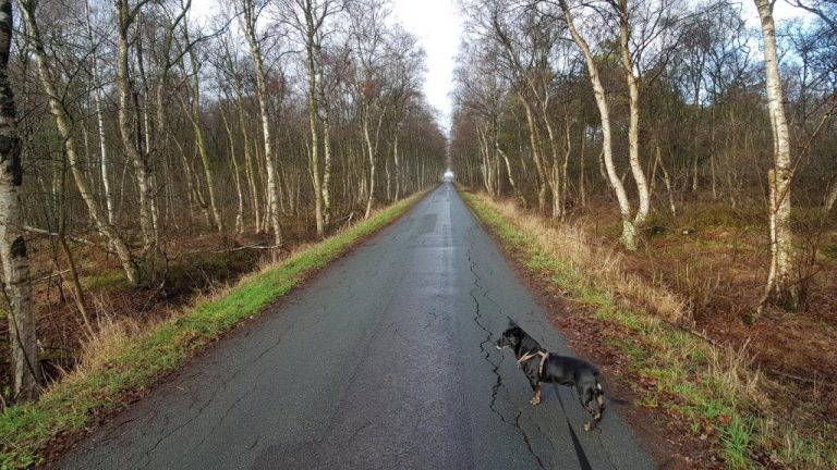 böllerfreie silvester mit hund