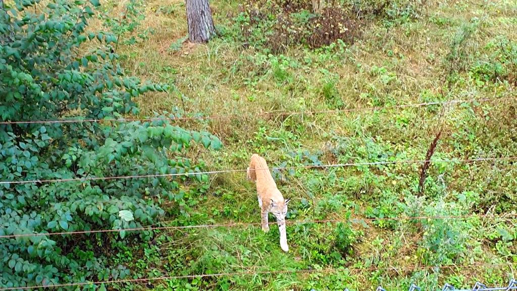 Wildpark Schorfheide Luchs