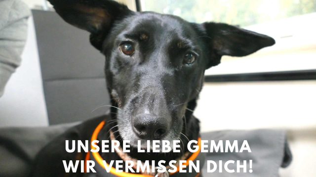 Unsere liebe Gemma ist von uns gegangen *1.01.2010 †30.01.2023